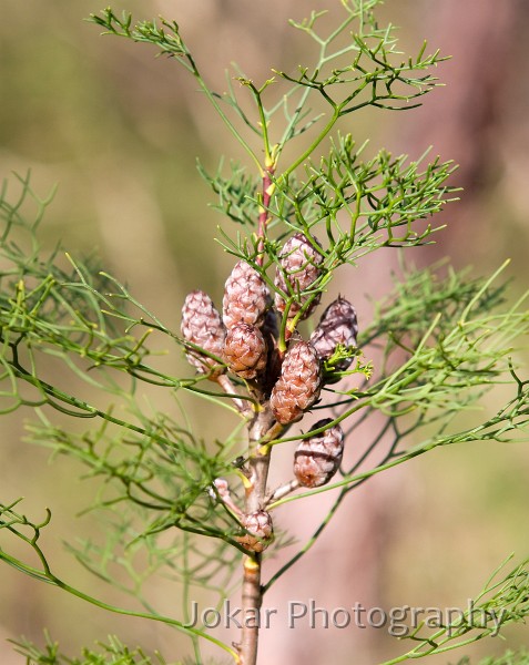 Kangaroo Valley_20070708_050.jpg